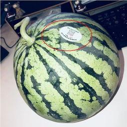 网红丑事吃瓜,吃瓜群众围观娱乐圈风云变幻